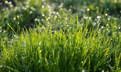 Rumput Segar Diproses Cepat Strategi Efisien Pakan Berkualitas