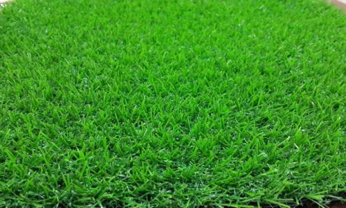 Pengolahan Rumput untuk Sapi Perah Strategi Penyediaan Pakan