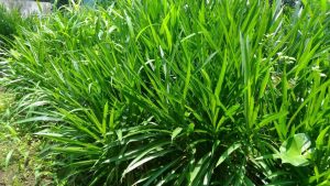 rumput kering simpan lama