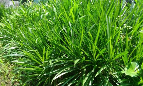 Cara Membuat Rumput Kering Simpan Lama untuk Pakan Ternak