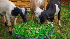 hijauan pilihan untuk kambing
