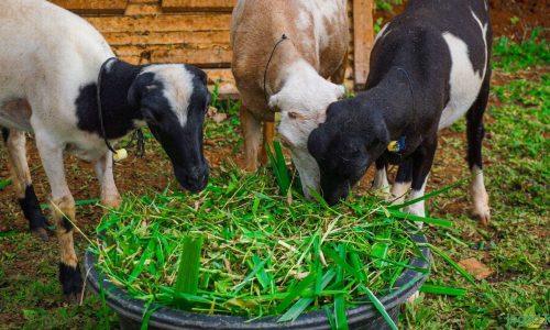 Hijauan Pilihan untuk Kambing agar Cepat Gemuk & Sehat