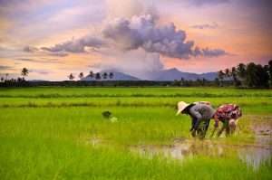teknik perontokan padi praktis