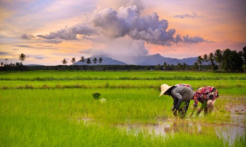 Pentingnya Memahami Teknik Perontokan Padi Praktis