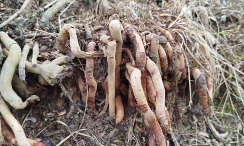 Manfaat Akar Kelapa untuk Kesehatan Secara Alami dan Optimal