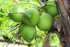 Sustainable Energy from Coconut Waste