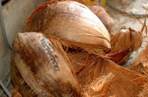 pemanfaatan sabut kelapa alami