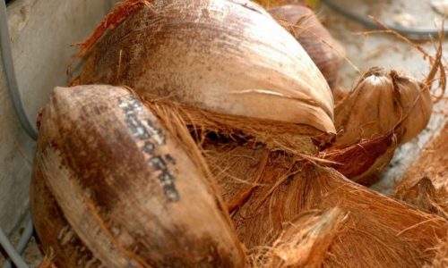 Media Tanam atau Kerajinan? Ini Berbagai Fungsi Cocopeat dan Sabut
