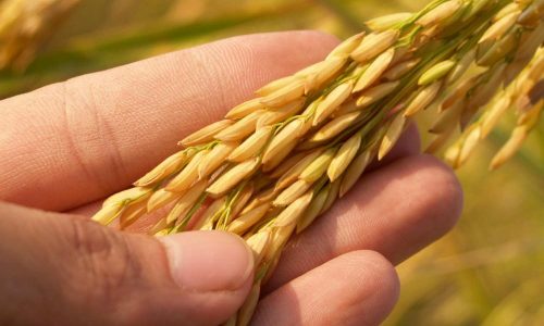 Uji Hasil Kupas Gabah untuk Kualitas Maksimal