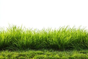 Cara Merawat Pencacah Rumput Multifungsi