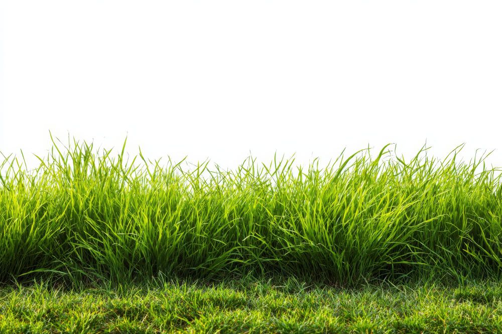 Cara Merawat Pencacah Rumput Multifungsi