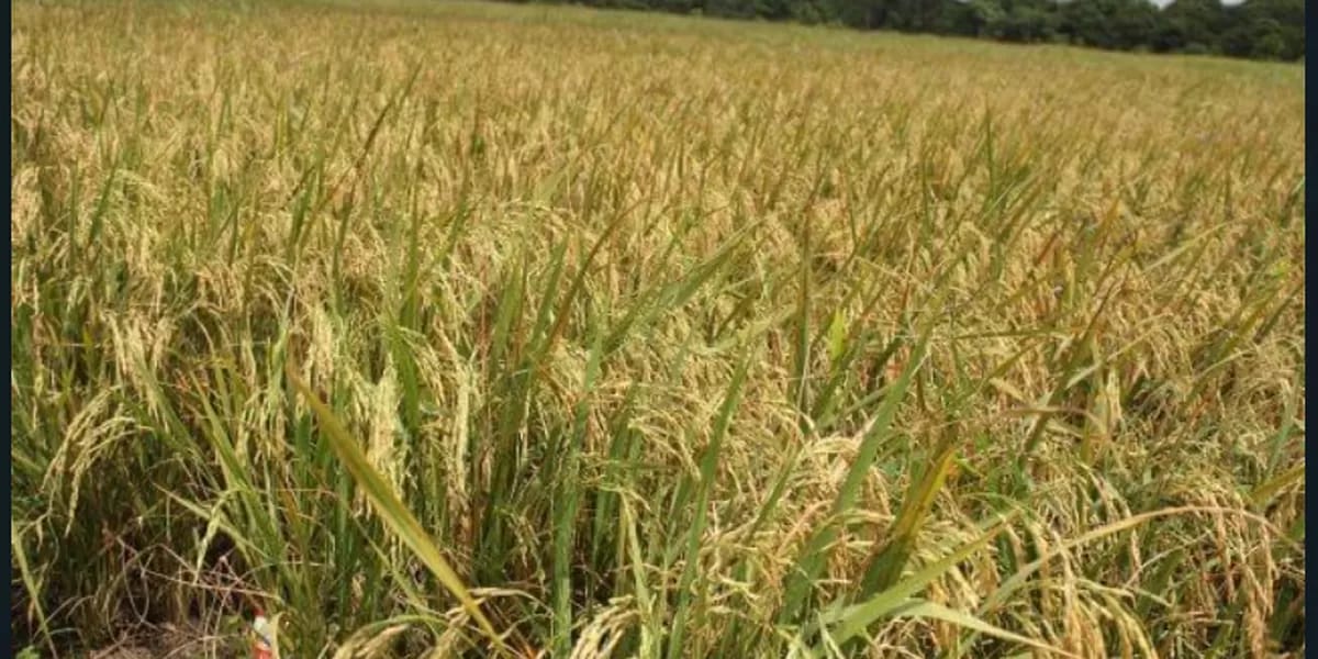 jual beli mesin pertanian pengiriman seluruh indonesia