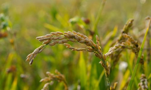 Mesin Kupas Gabah Hemat Biaya untuk Petani