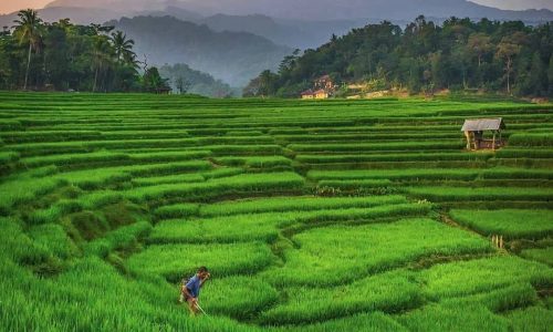 Strategi Modern Cara Membajak Sawah Cepat Dan Efisiensi Panen