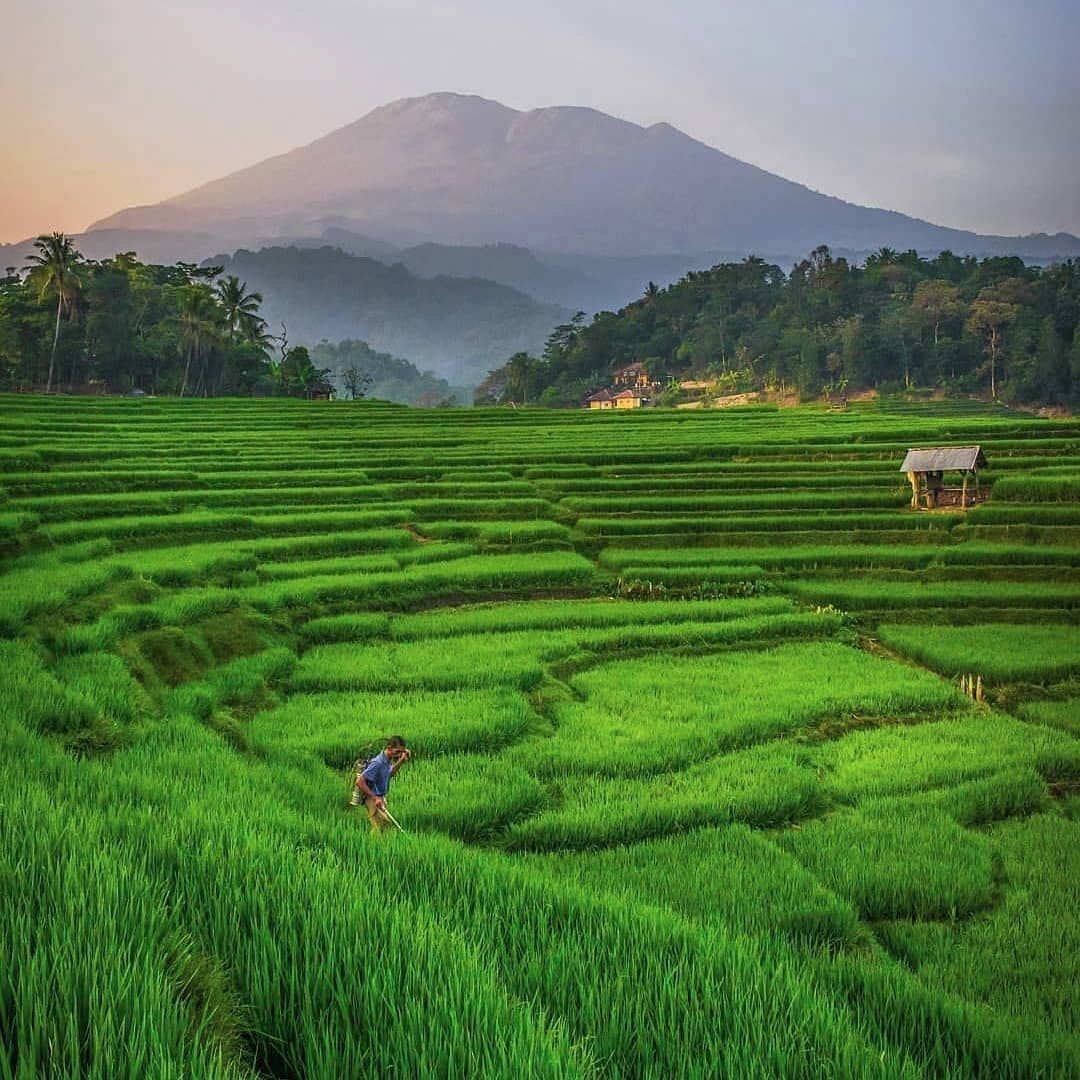 cara membajak sawah dengan cepat