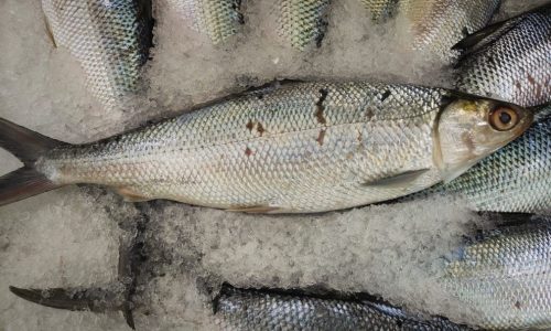 Cara Presto Ikan Tanpa Hancur Rahasia Hasil Empuk dan Tetap Utuh