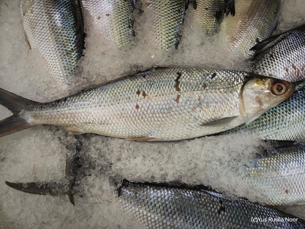 Cara Presto Ikan Tanpa Hancur Rahasia