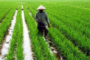 usaha tani setelah pensiun
