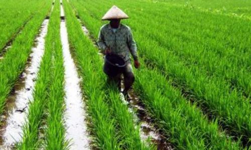 Beli Alat Mesin Pertanian Profesional untuk Kerja Tani Lebih Efisien