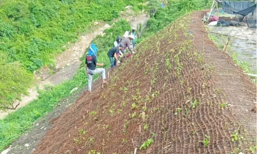 Mengupas Peran Cocomesh dalam Mendukung Proyek Penghijauan Berkelanjutan