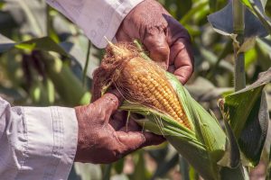 panen jagung skala besar