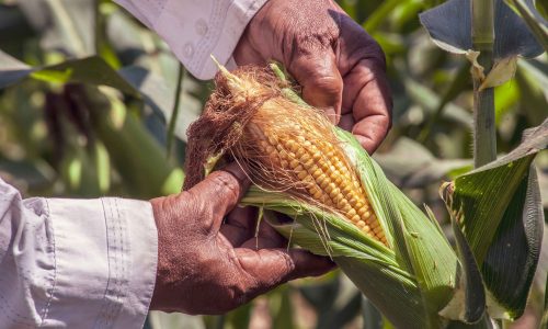 Panen Jagung Skala Besar agar Hasil Lebih Maksimal