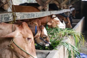 Cara Meningkatkan Kualitas Pakan