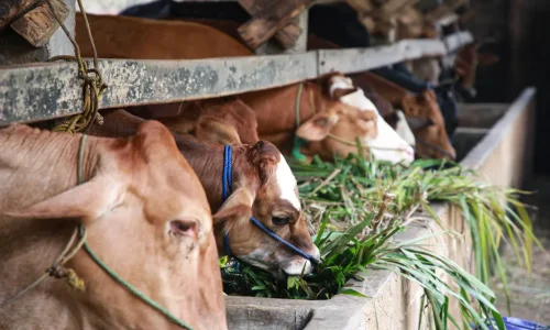 Cara Meningkatkan Kualitas Pakan dari Rumput Gajah untuk Pakan Ternak