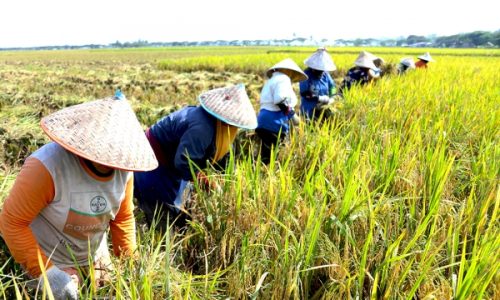 Jual Beli Mesin Pertanian Pengiriman Seluruh Indonesia