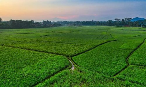 Solusi Panen Lahan Luas agar Panen Lebih Cepat dan Produktif