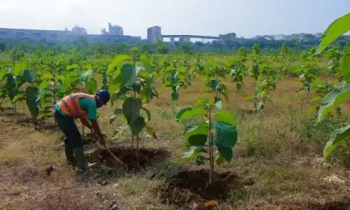 Bagaimana Memilih Tanaman Untuk Reklamasi Tambang