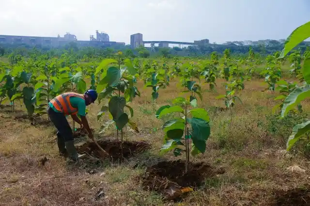 Bagaimana Memilih Tanaman Untuk Reklamasi Tambang