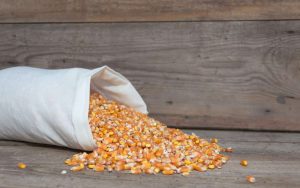 cara memipil jagung cepat tanpa rontok