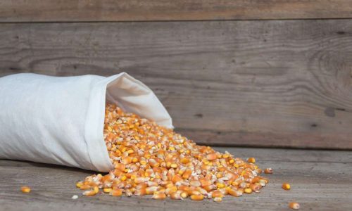 Cara Memipil Jagung Cepat Tanpa Rontok yang Efisien