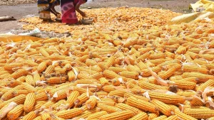 cara mengurangi kerusakan biji jagung