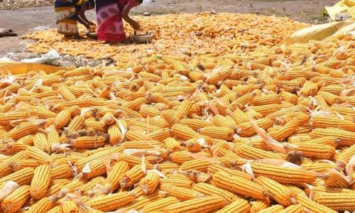 Cara Mengurangi Kerusakan Biji Jagung Saat Pascapanen