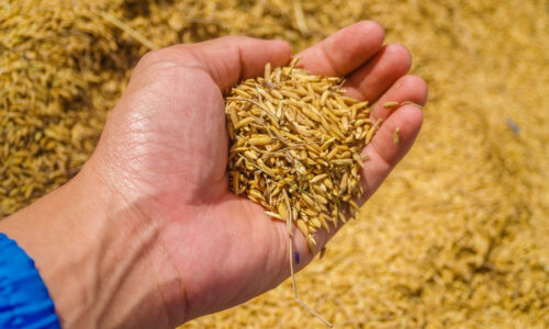 Cara Mengurangi Kehilangan Hasil Panen Padi agar Lebih Optimal