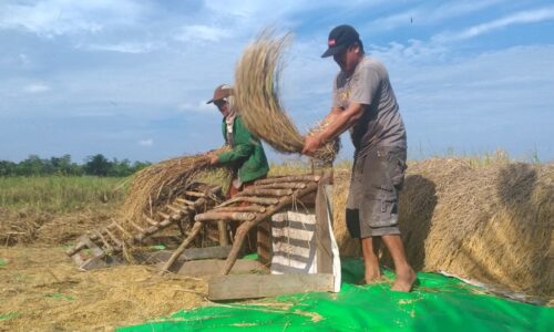 Tips Menjaga Gabah Tidak Tercampur Jerami saat Pascapanen