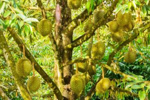tips usaha budidaya durian montong