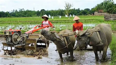 Cara Jitu Mengatasi Cultivator Susah Nyala